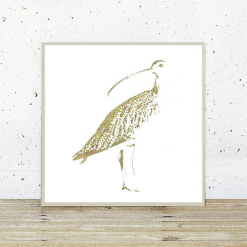 Curlew - Fine Art Print