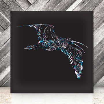 Curlew in flight - Fine Art Print
